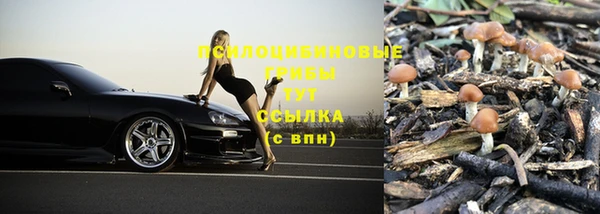 прущие грибы Пролетарск